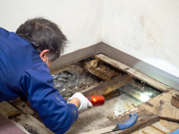 Best White Mold Remediation in Clifton, AZ